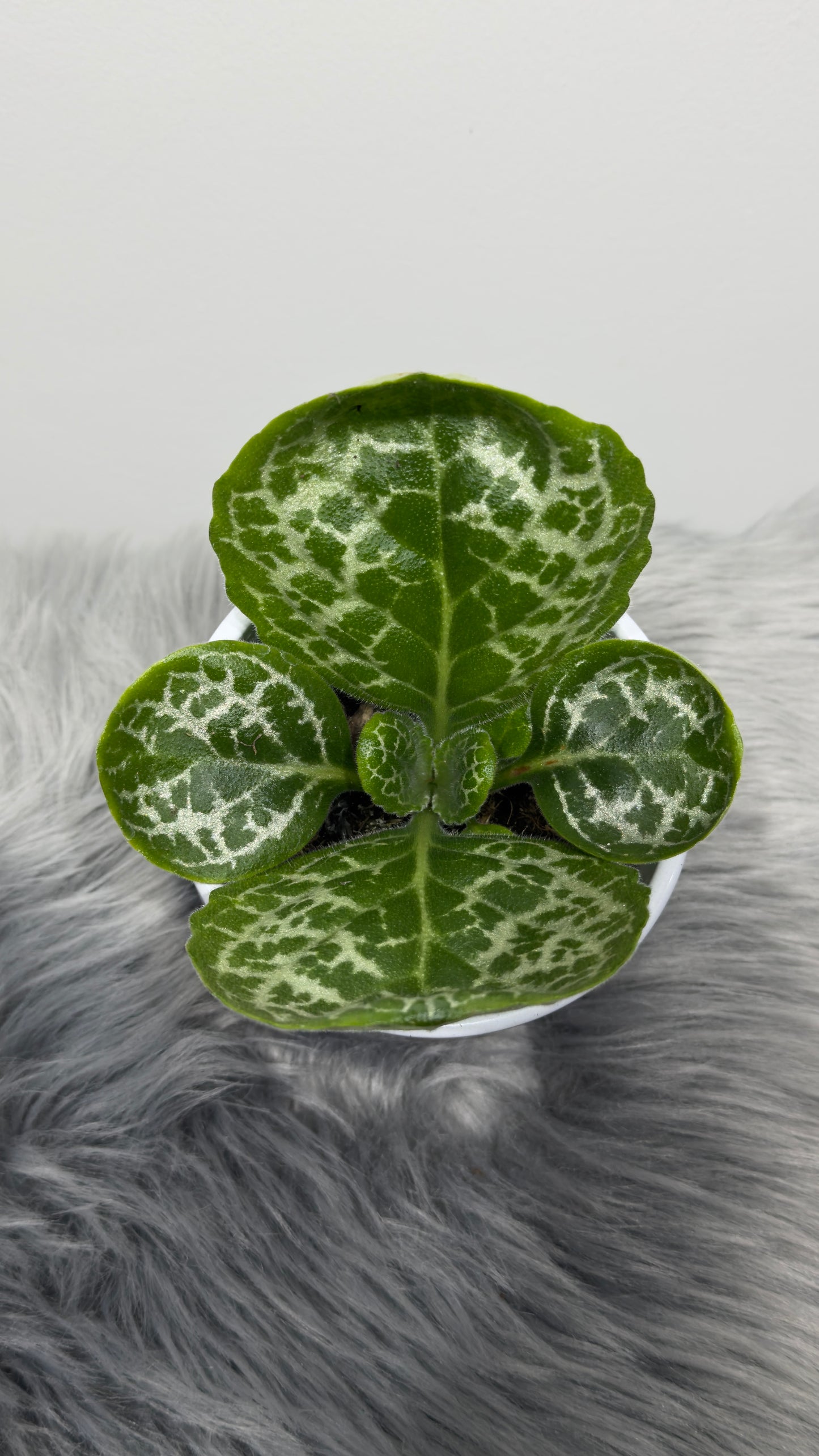 Streptocarpus Pretty Turtle