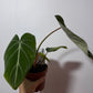 Philodendron Gloriosum