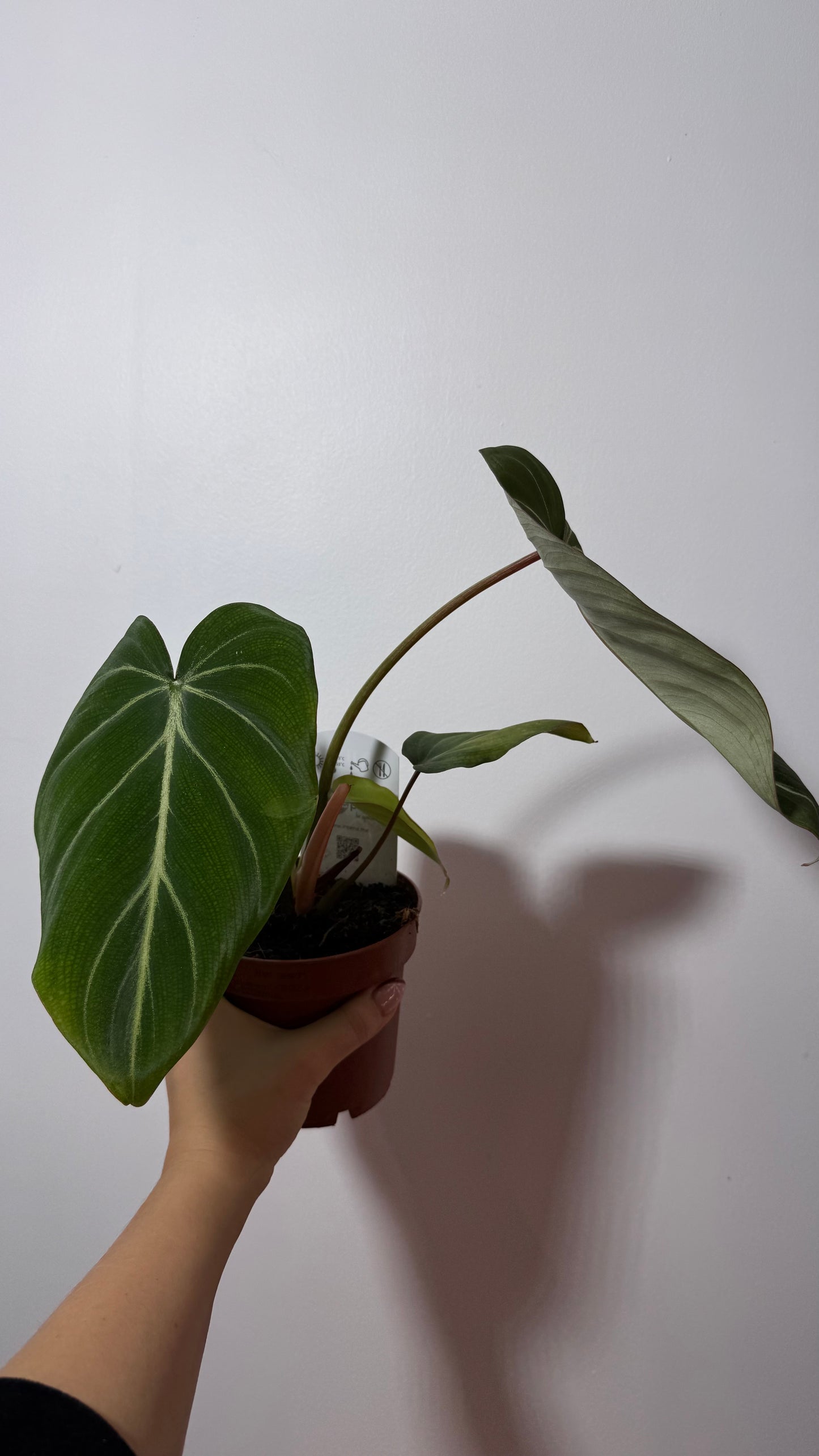 Philodendron Gloriosum