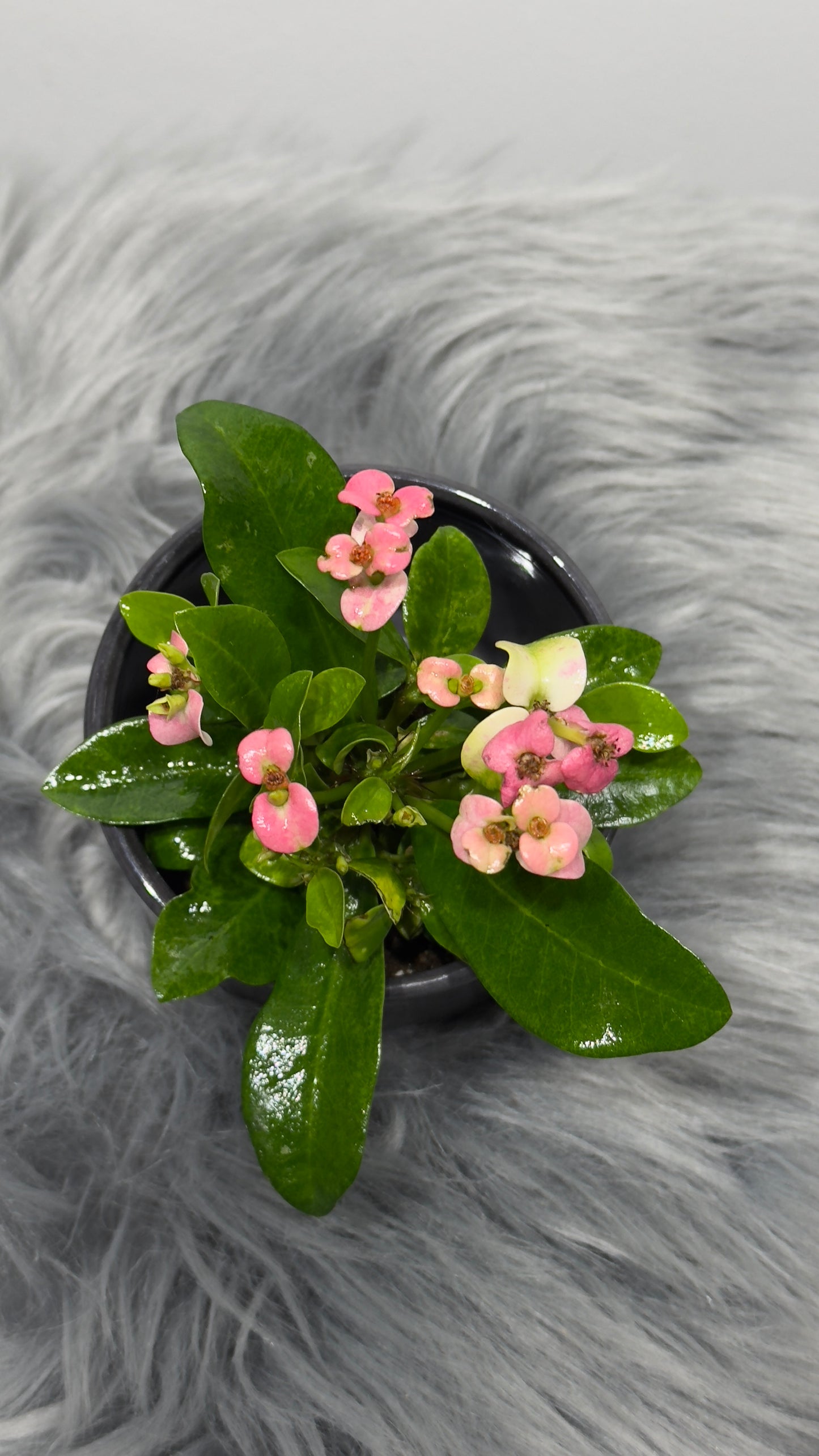 Euphorbia Milii Pink