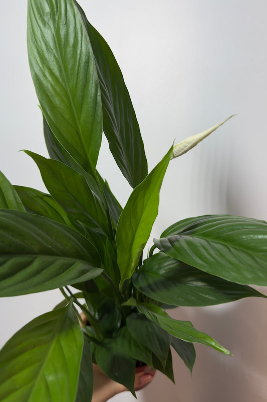 Spathiphyllum Alana