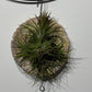 Gaisa augs Tillandsia Air plant 12