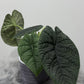 Alocasia Melo