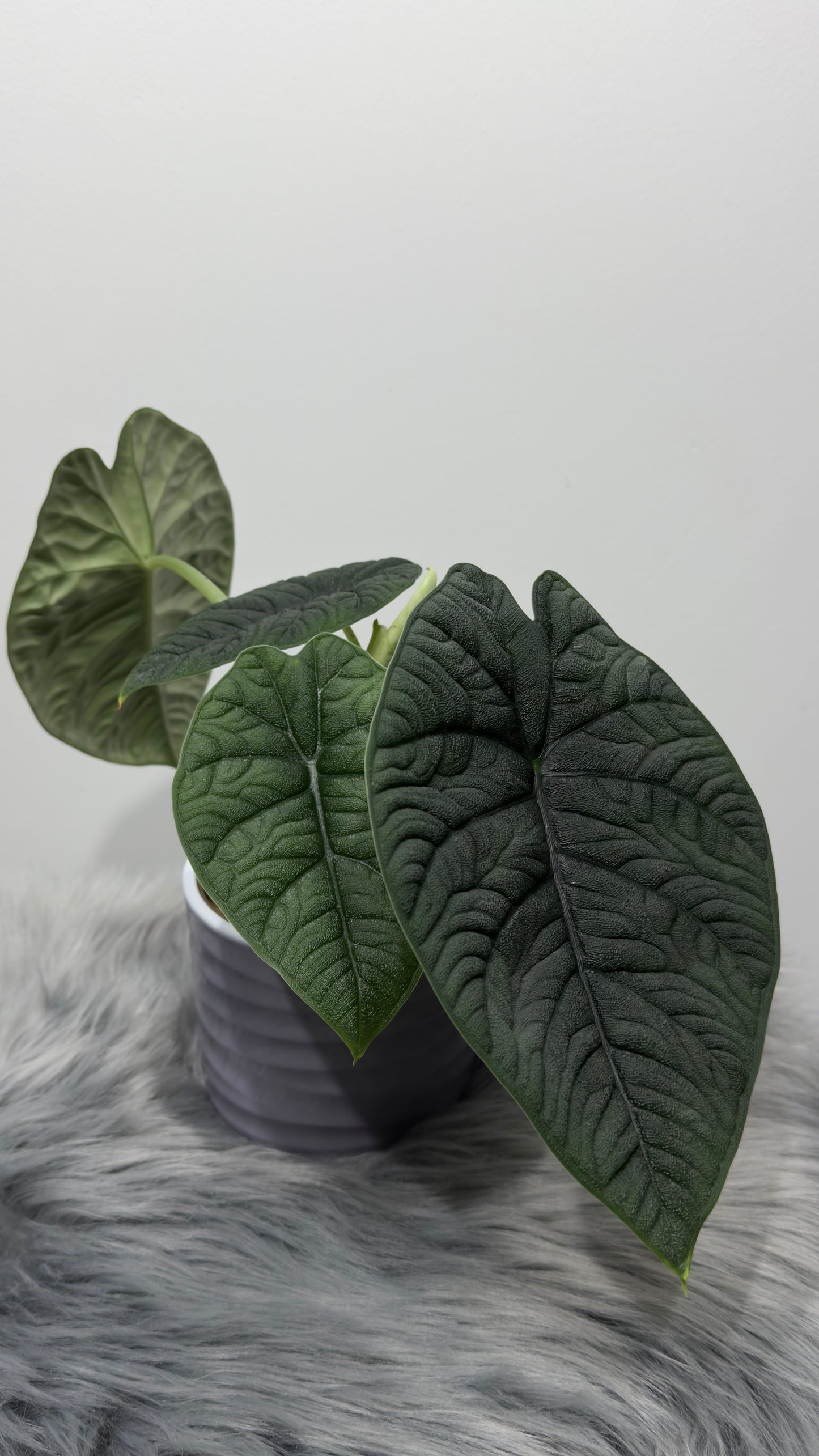 Alocasia Melo