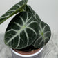 Alocasia Ninja