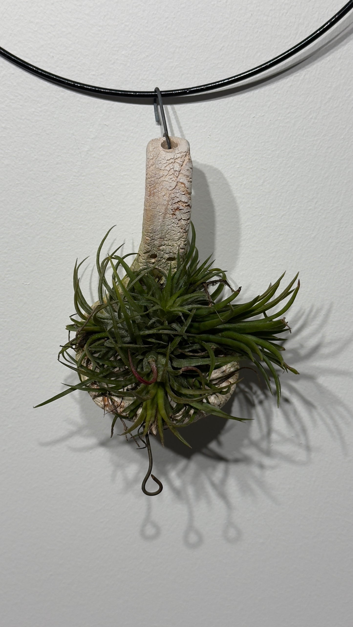 Gaisa augs Tillandsia Air plant 3