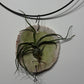 Air plant Tillandsia Air plant 9