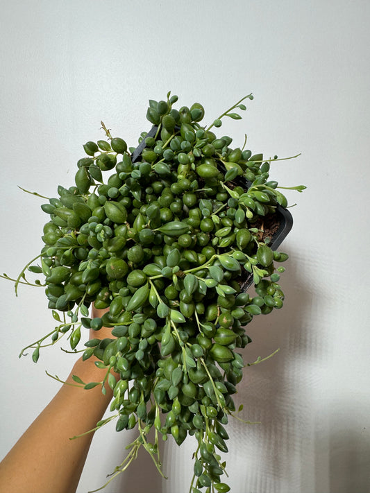 Senecio Herreianus