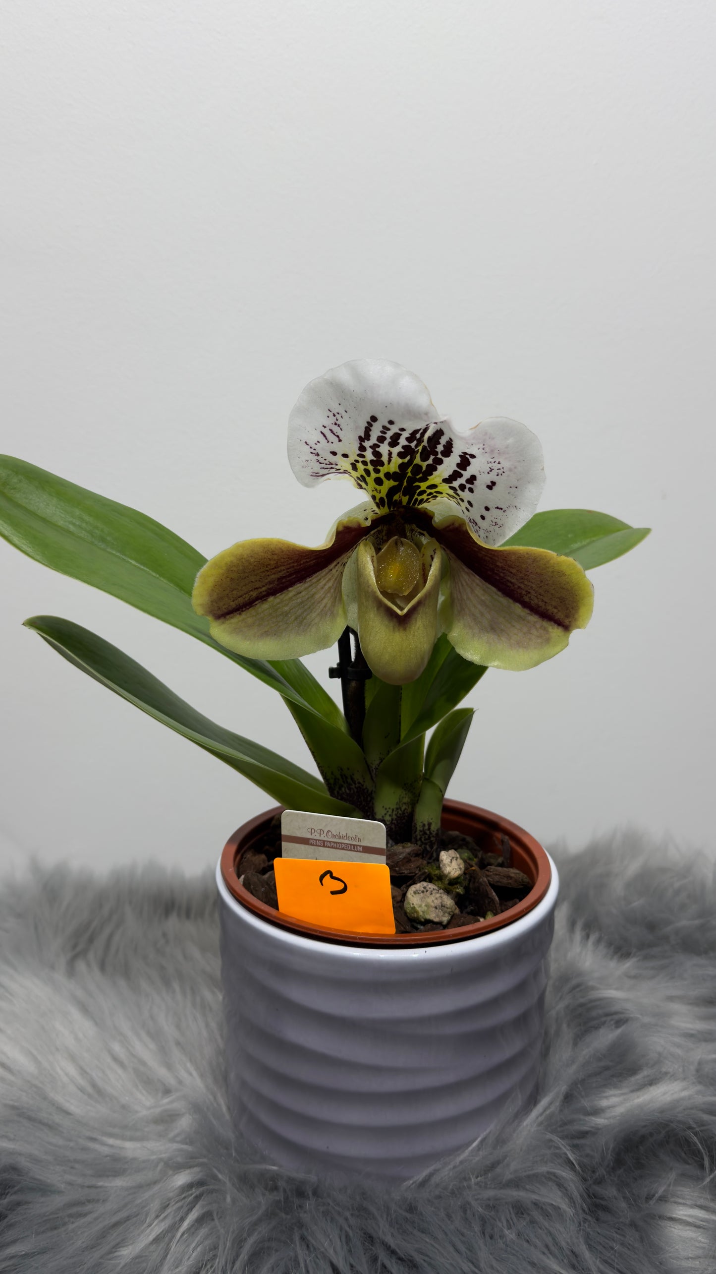 Paphiopedilum Orchid America 3