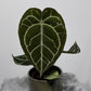 Anthurium crystallinum