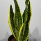 Sansevieria Futura Superba