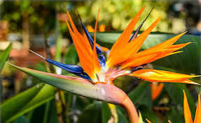 Bird of Paradise