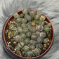 Lithops 6