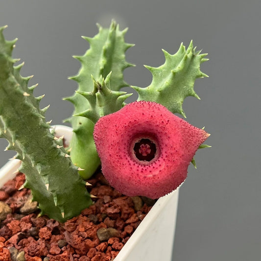 Huernia Confusa Pink Eye