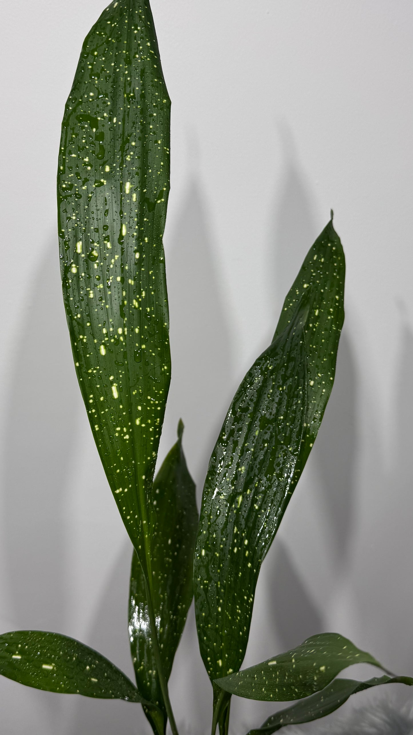 Aspidistra elatior Milky Way Home Blessing