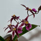 Orchid Oncidium SMELL