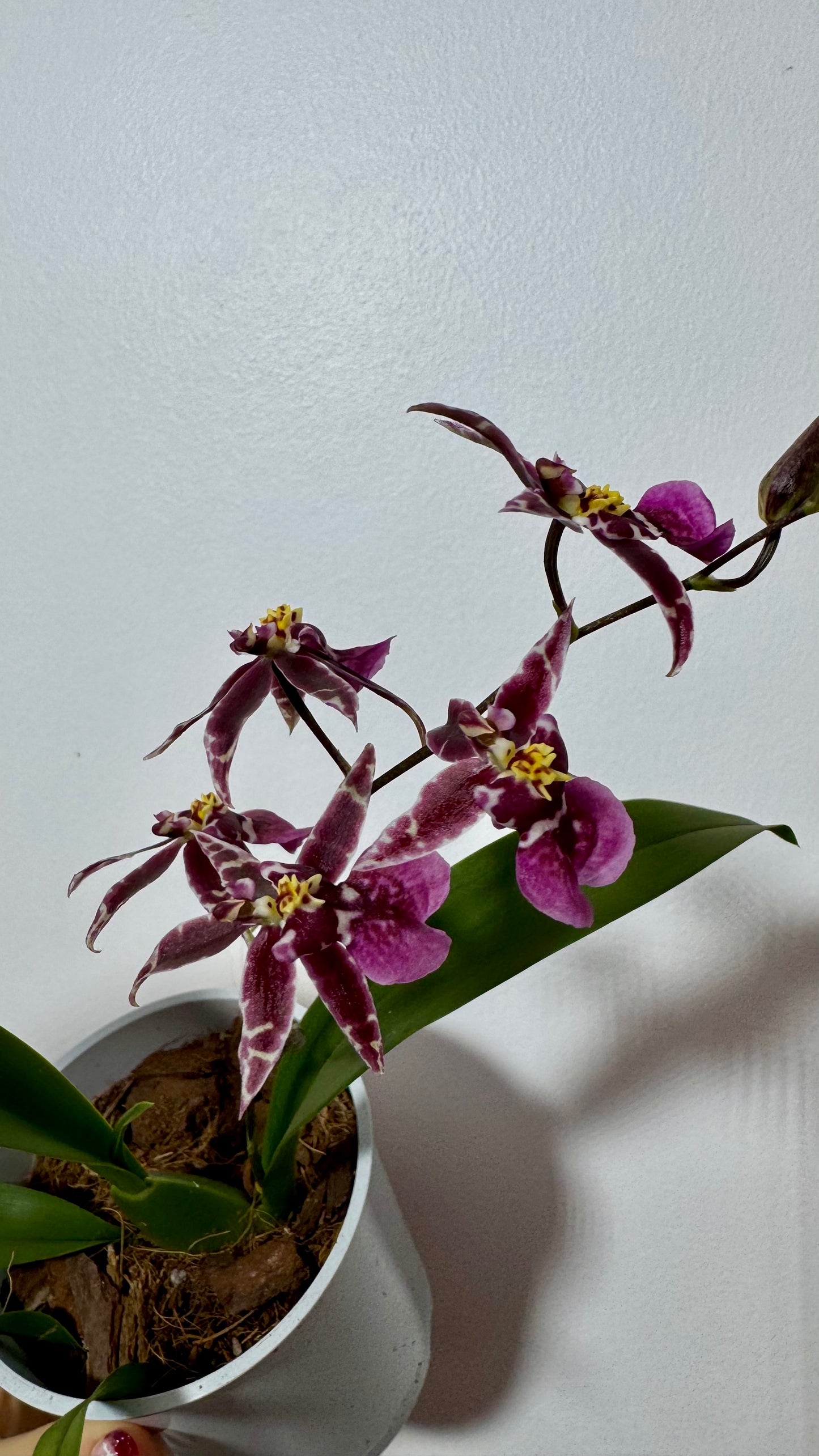 Orchid Oncidium SMELL