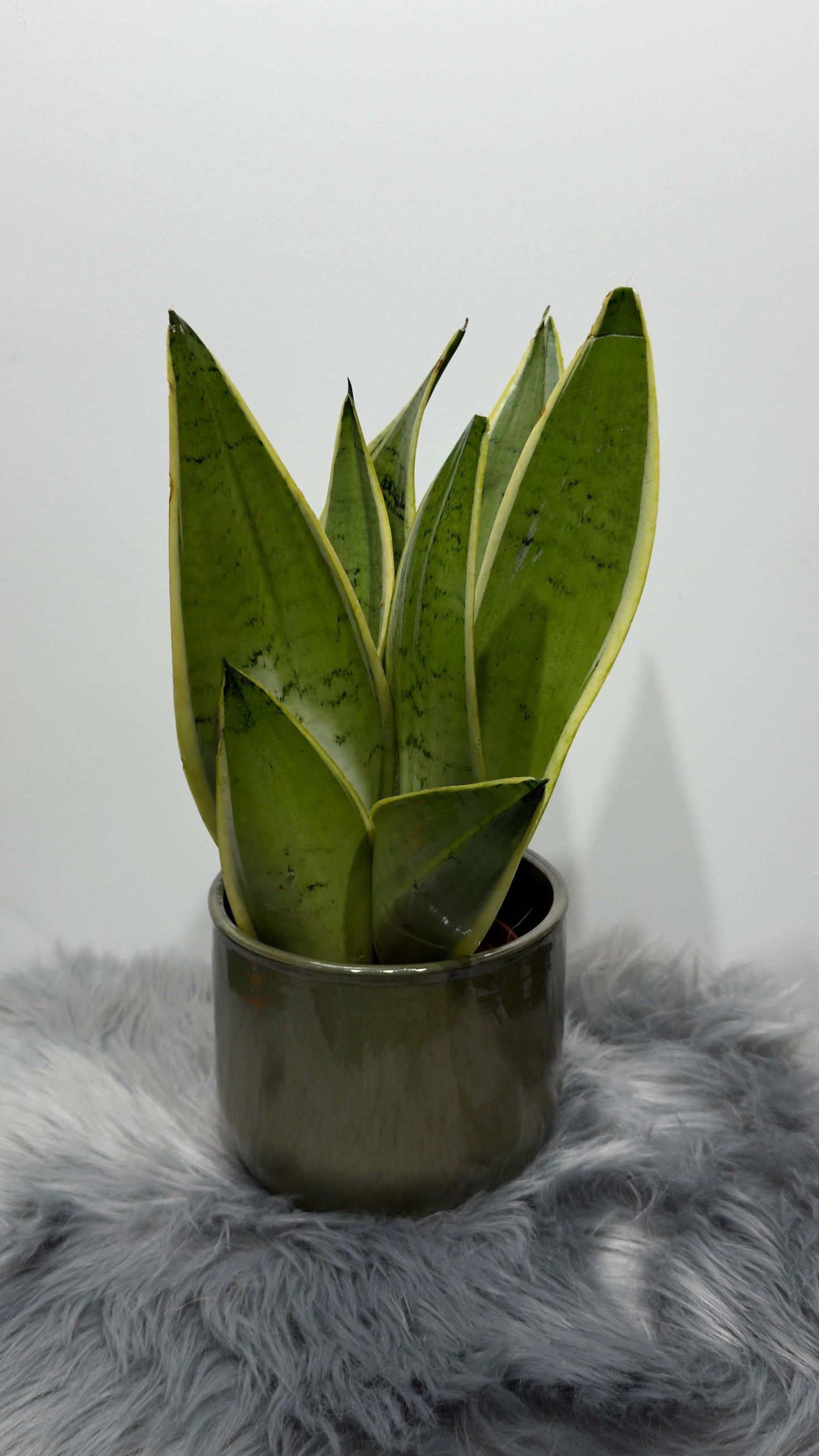 Sansevieria Snow White