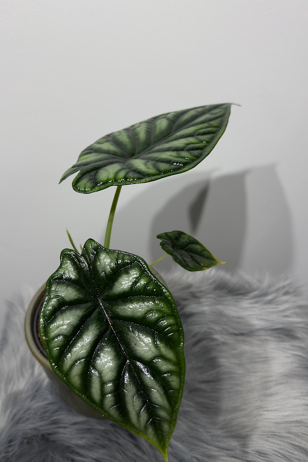 Alocasia Dragon Scale