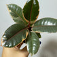 Ficus Ruby Bicolor