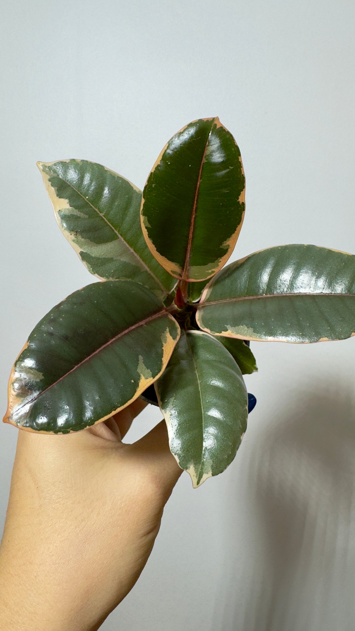 Ficus Ruby Bicolor