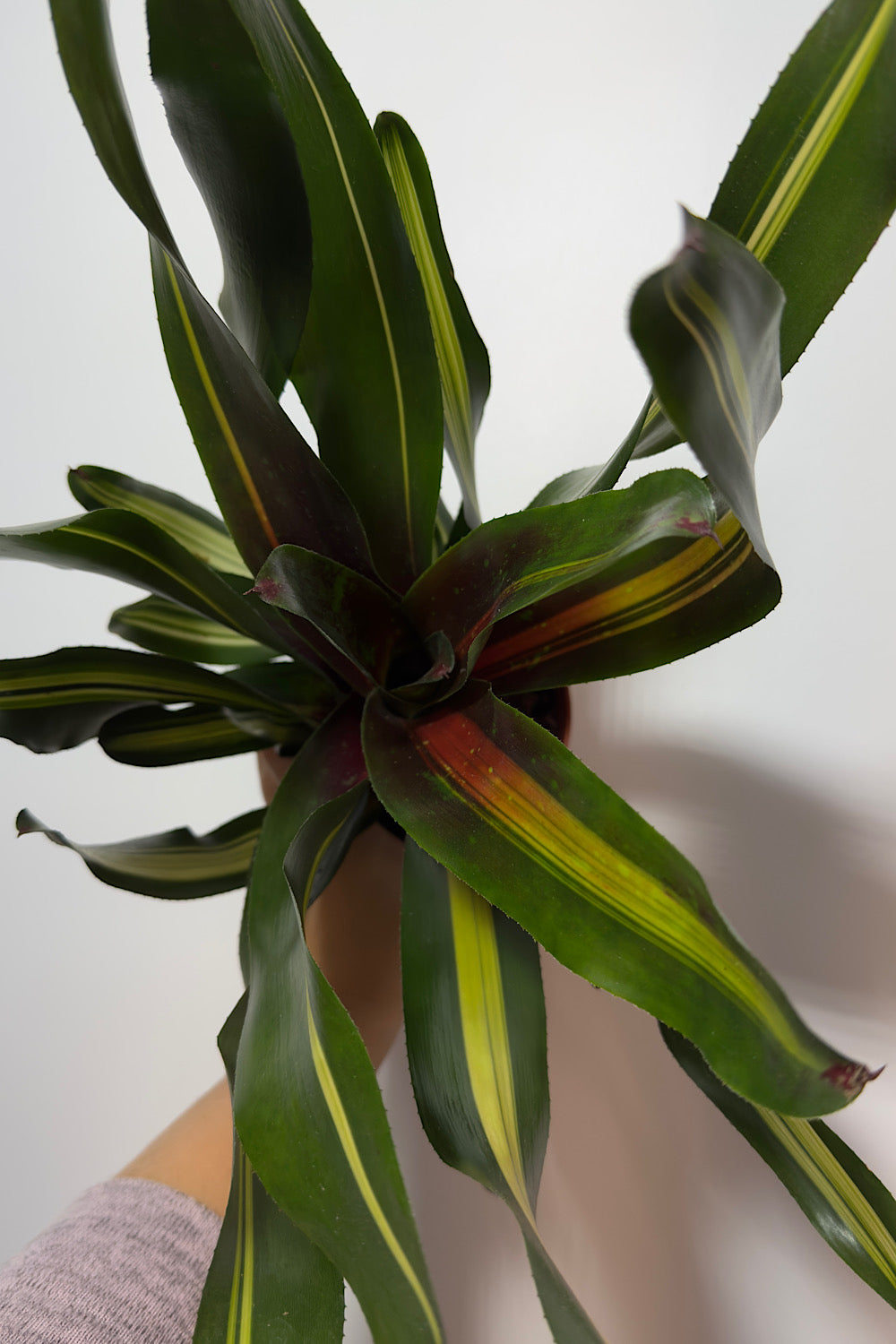 Neoregelia