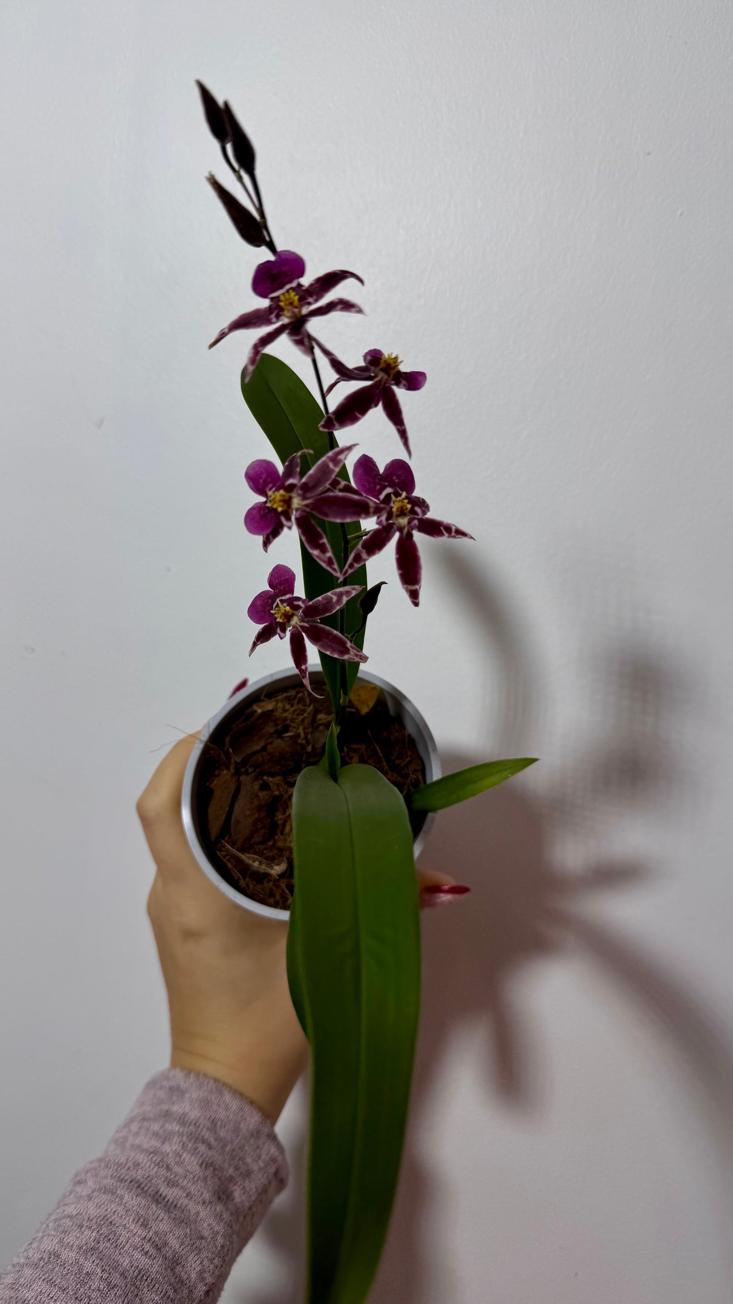 Orchid Oncidium SMELL