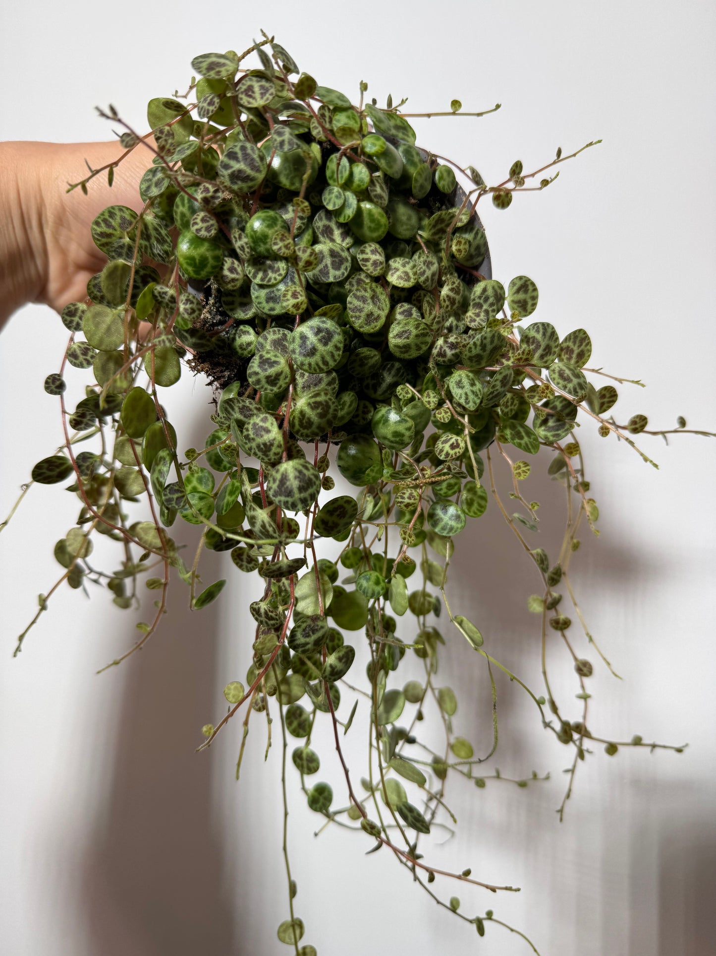 Peperomia prostrata