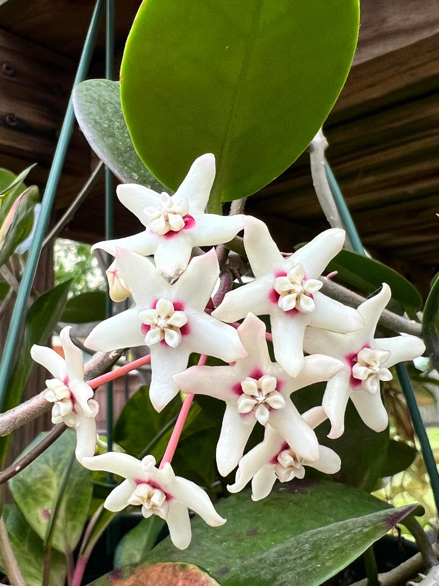 Hoya Australis Blondie