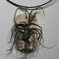 Air plant Tillandsia Air plant 4