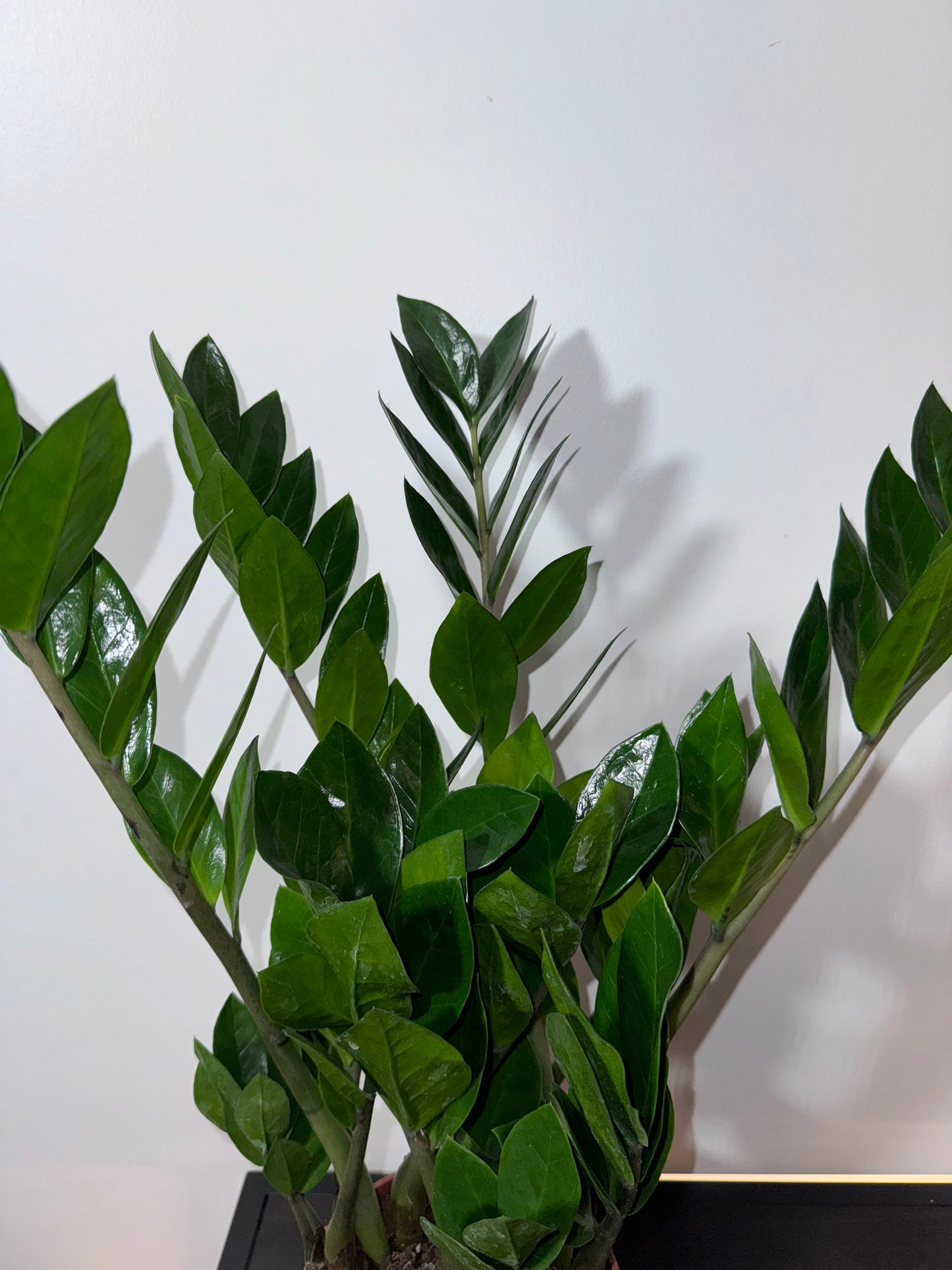 Zamioculcas zamiifolia