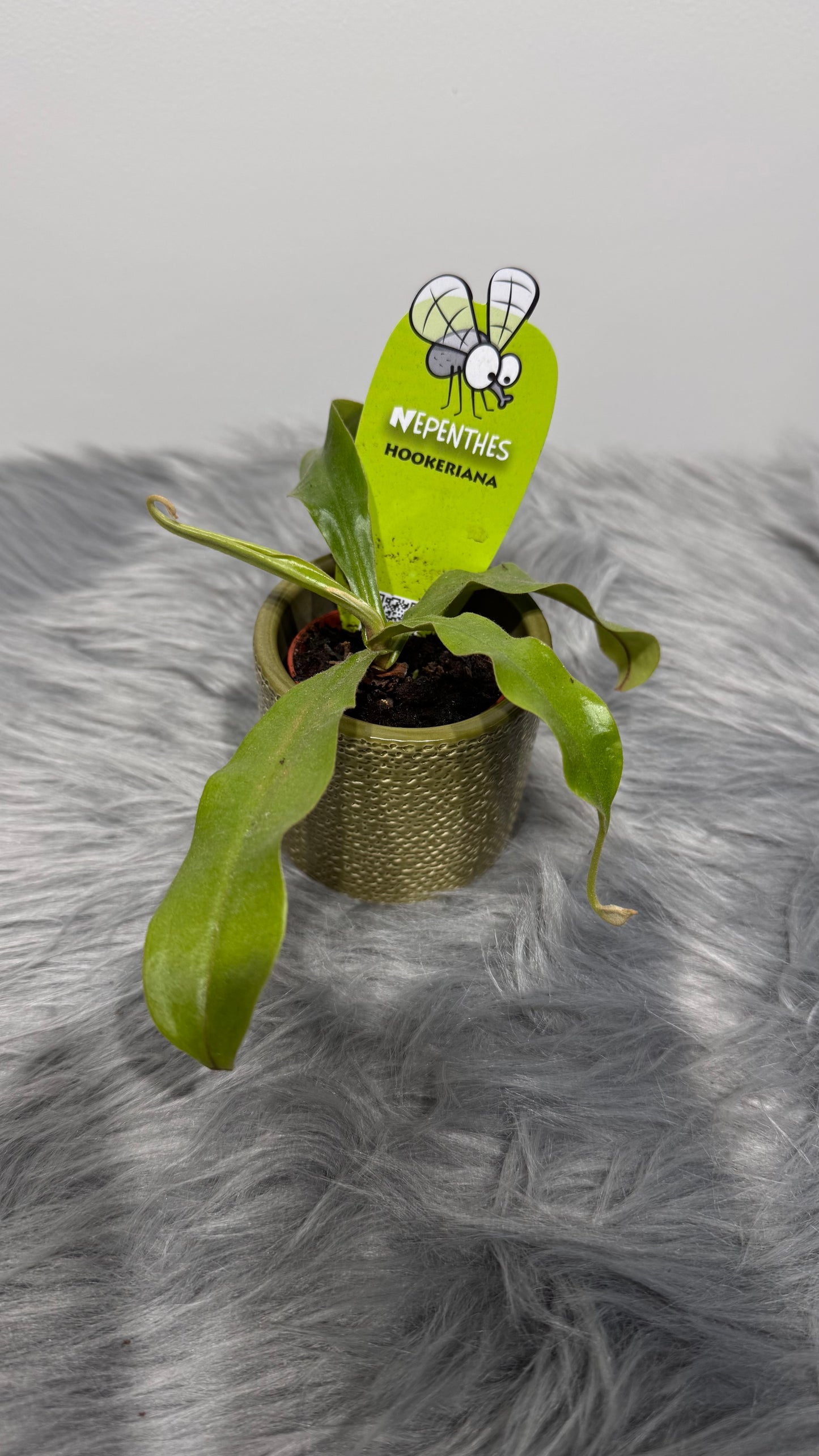 Му́шкера́й Nepenthes hookeriana