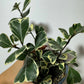 Ficus Triangularis Variegated