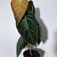 Philodendron melanochrysum