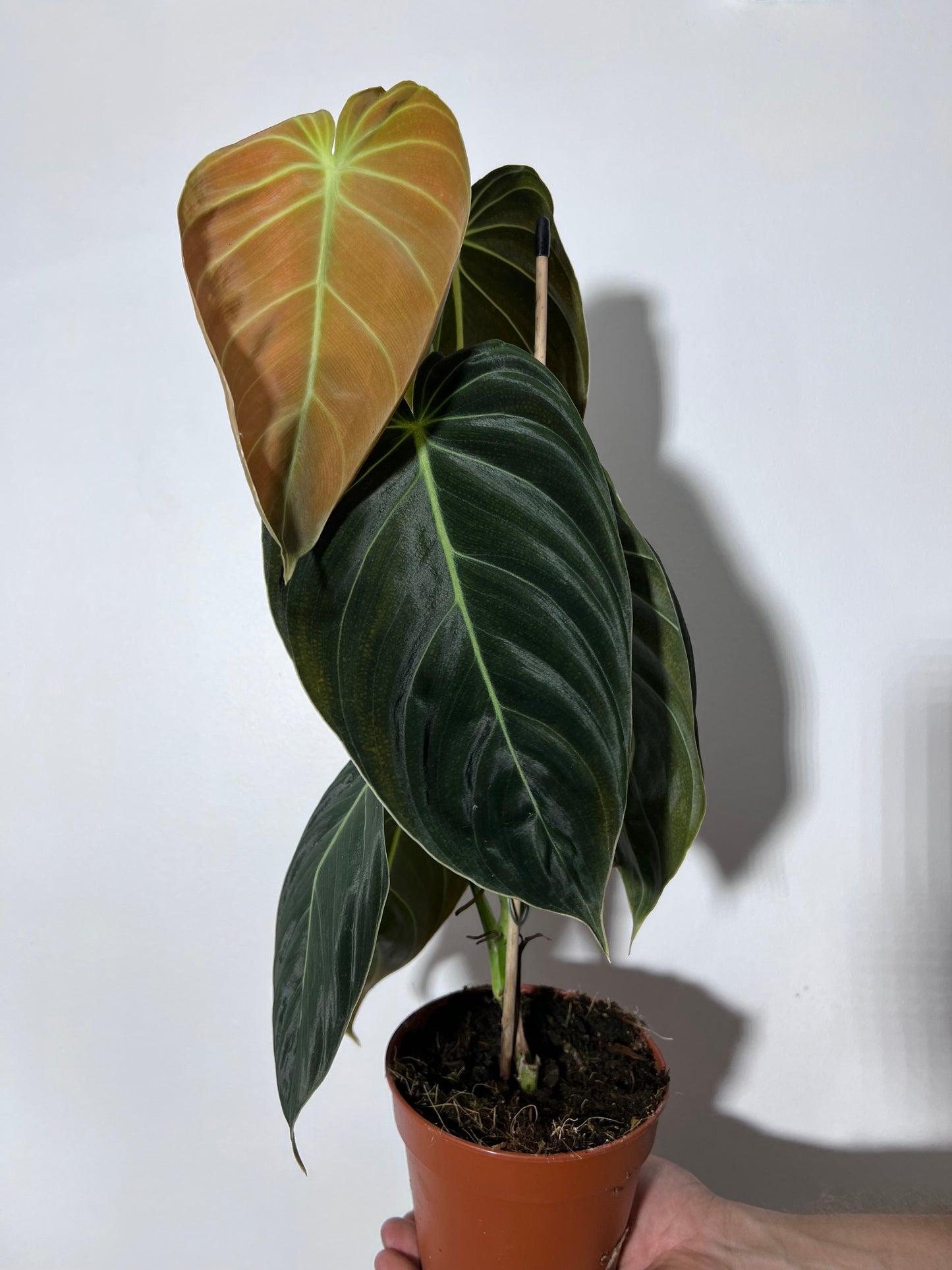 Philodendron melanochrysum