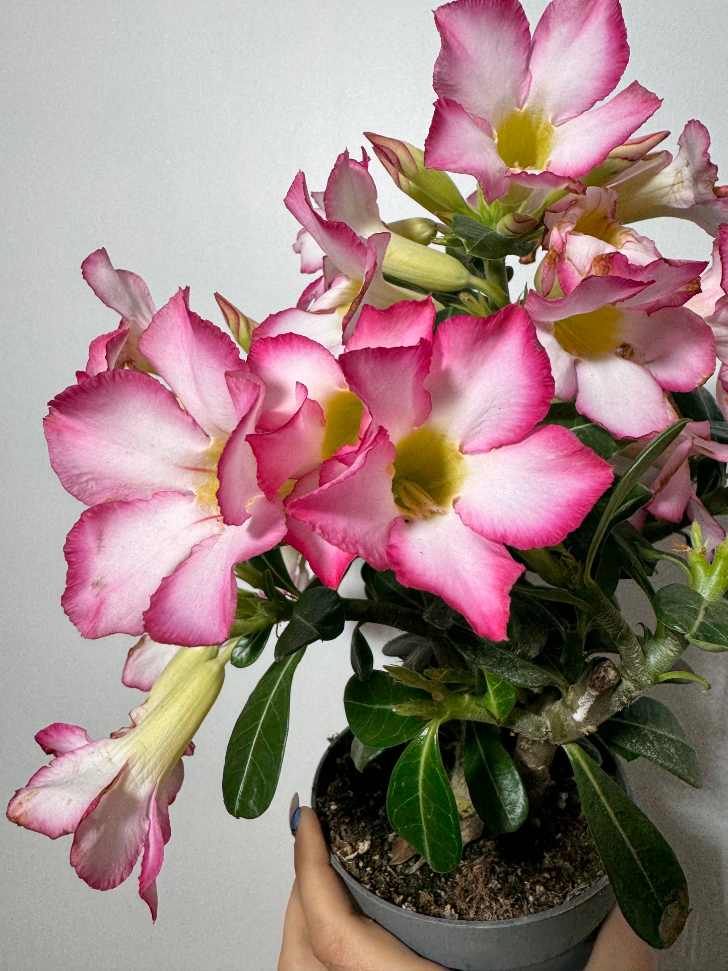 Adenium obesum Pink Star