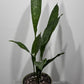 Aspidistra elatior Milky Way Home Blessing