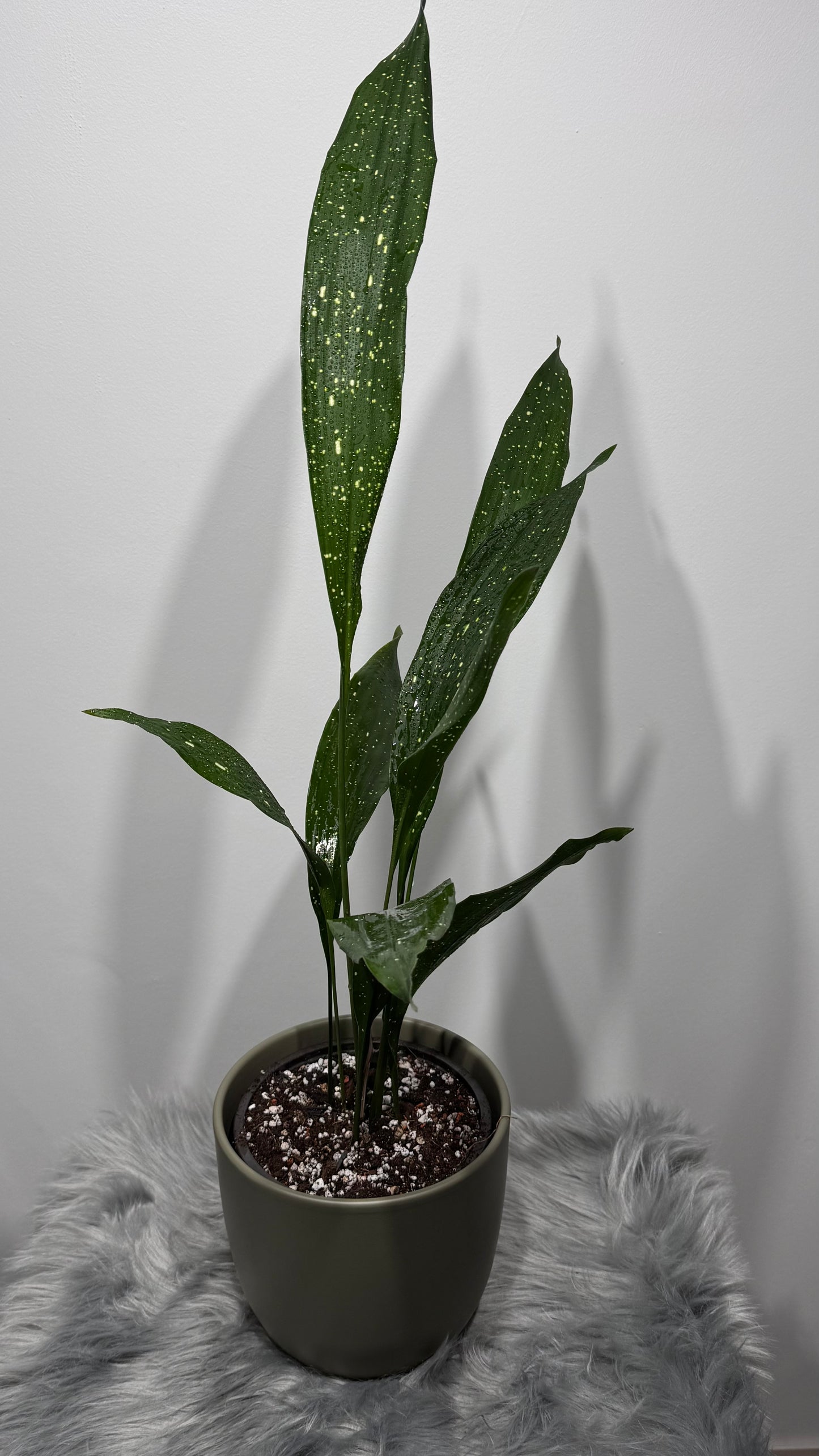 Aspidistra elatior Milky Way Home Blessing