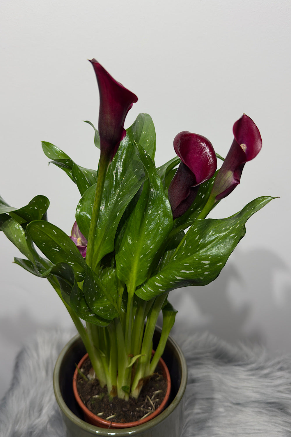 Zantedeschia 4