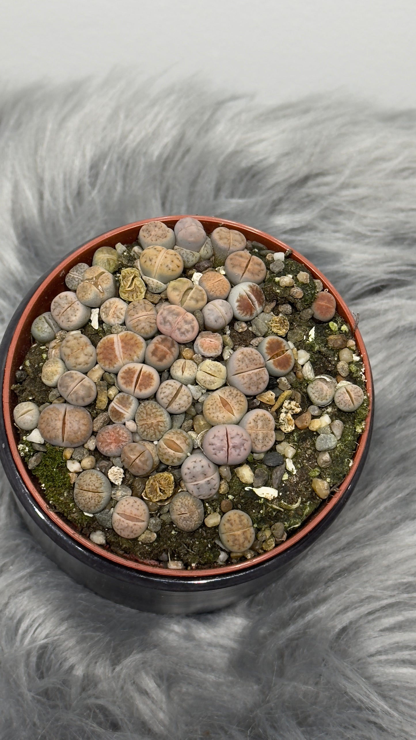 Lithops 5