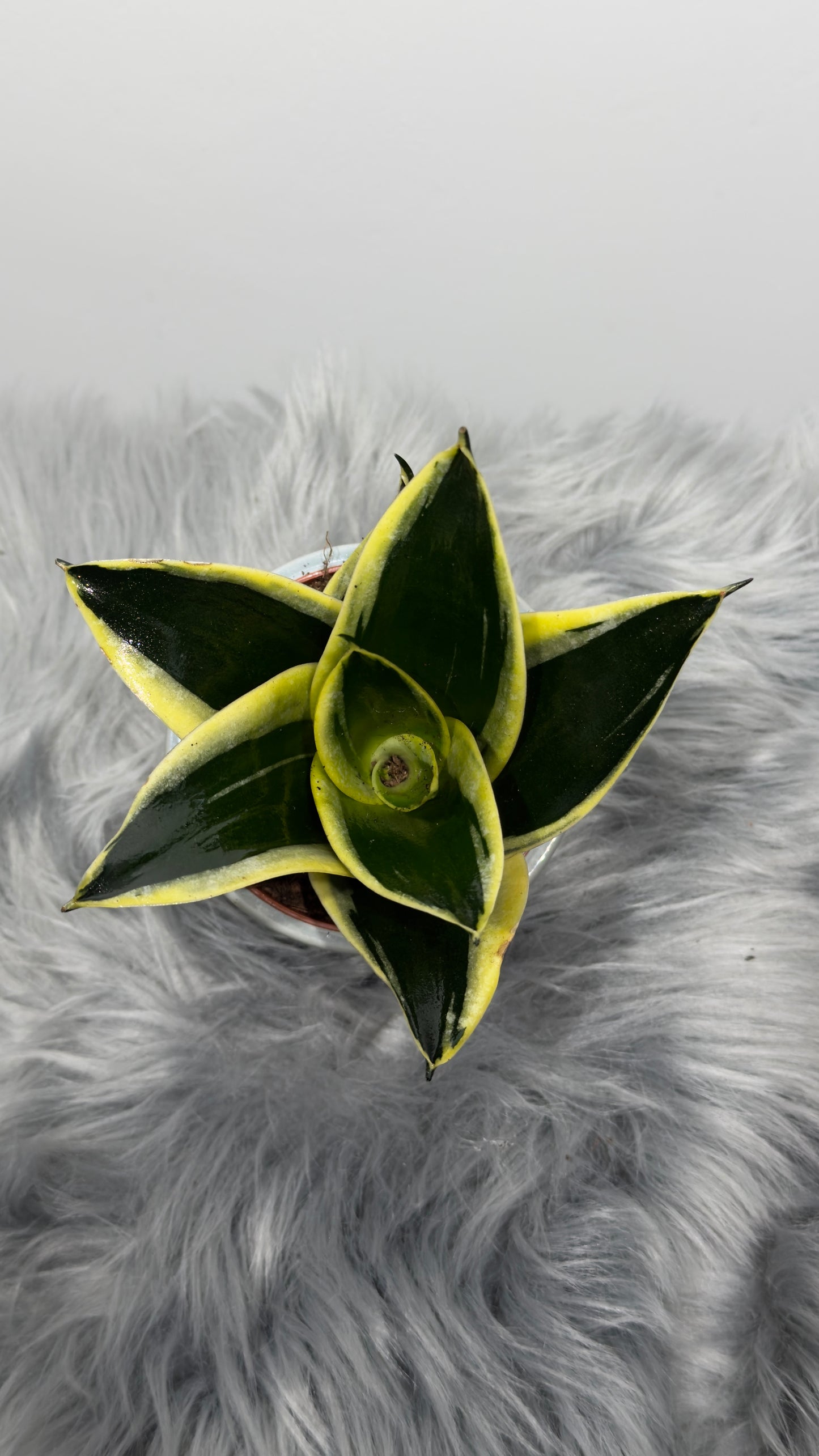 Sansevieria Black Star