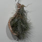 Gaisa augs Tillandsia Air plant 2 2