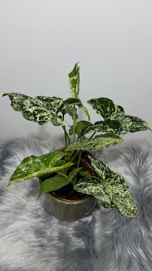 Syngonium Mottled