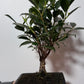 Bonsai Ficus