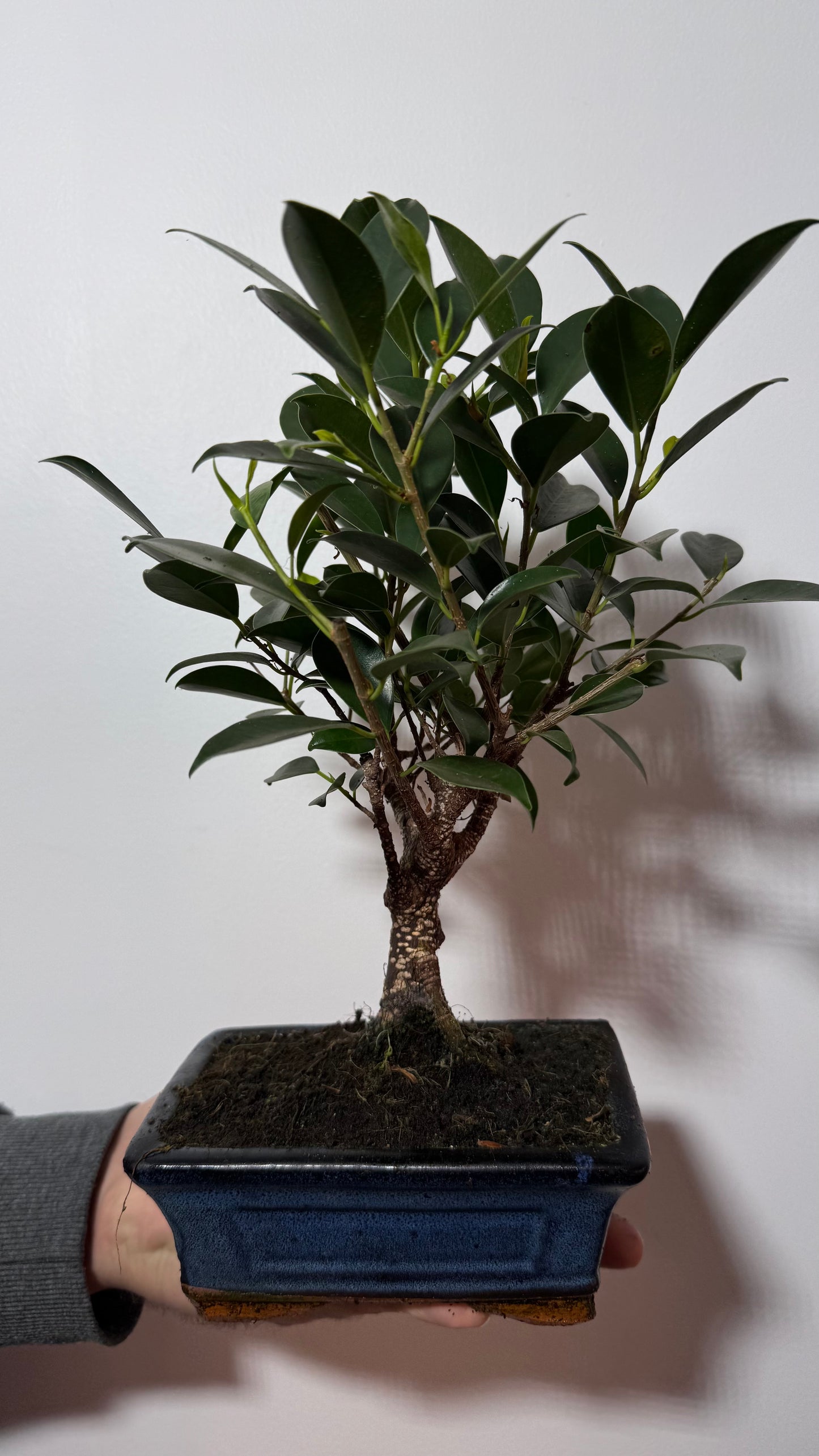 Bonsai Ficus