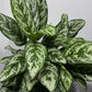 Aglaonema Laurel Green