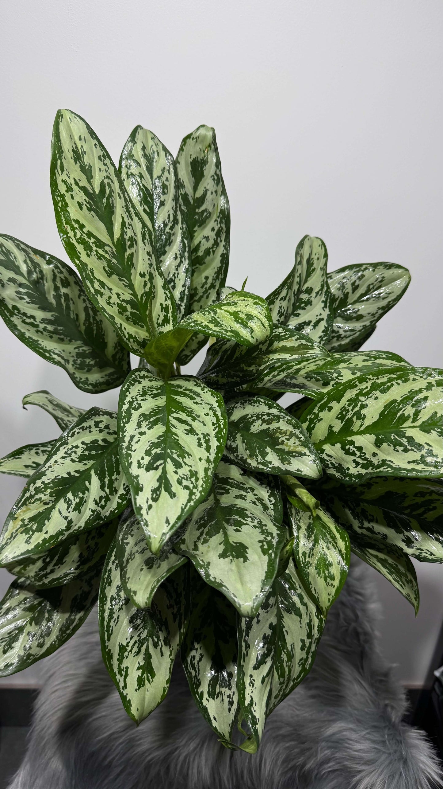 Aglaonema Laurel Green