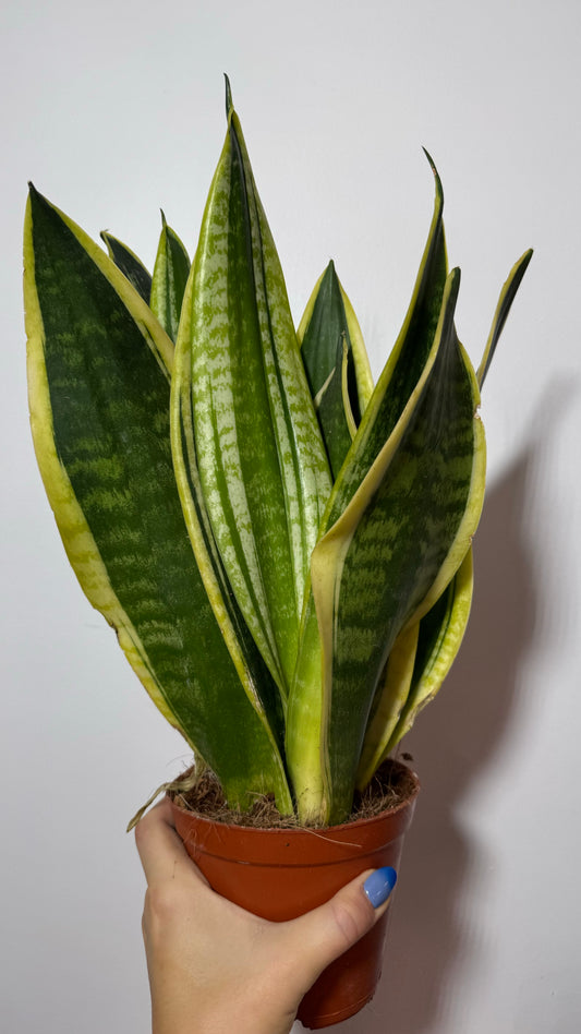 Sansevieria Black Gold