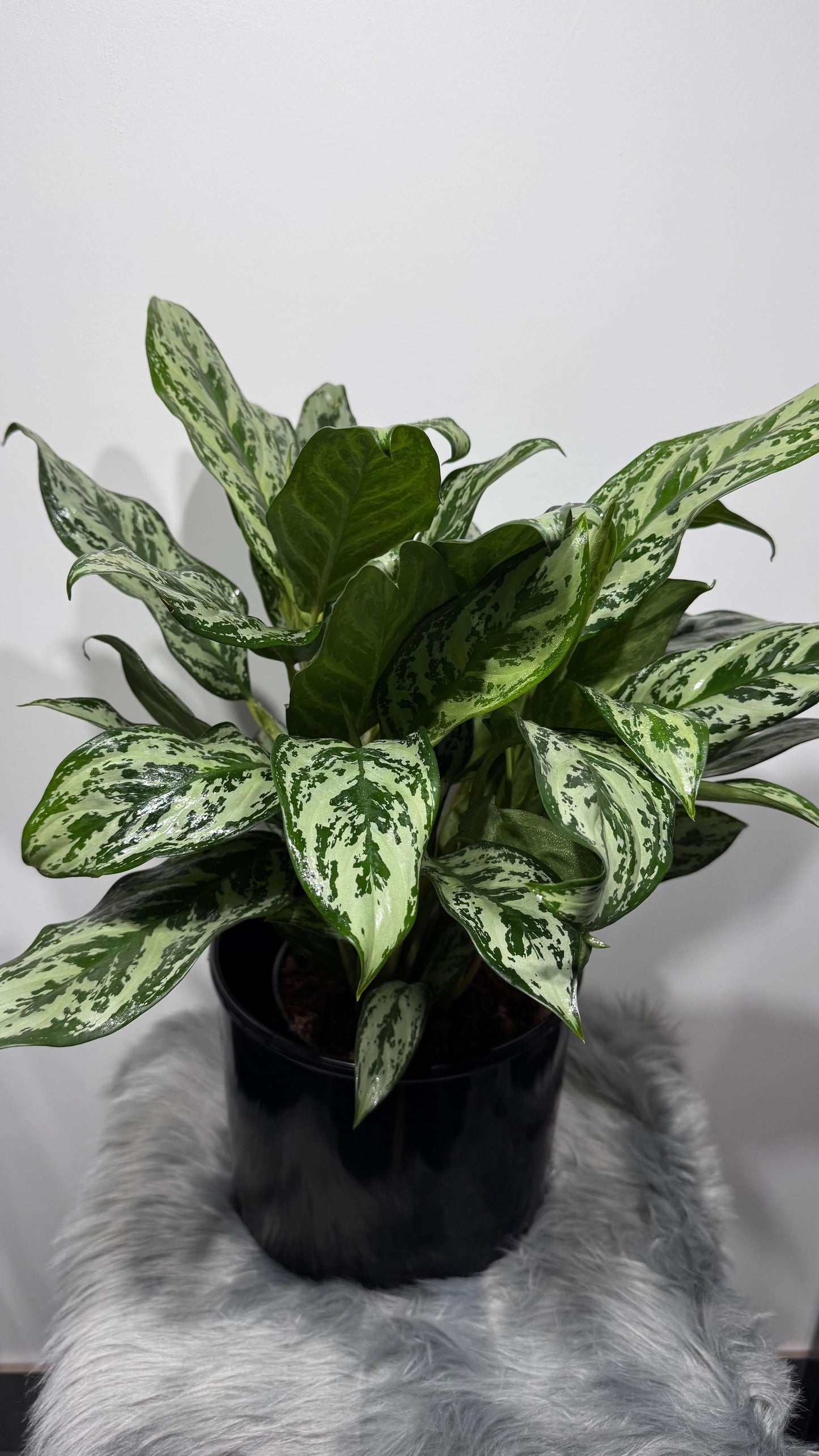 Aglaonema Laurel Green