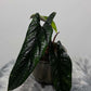 Alocasia Scalprum